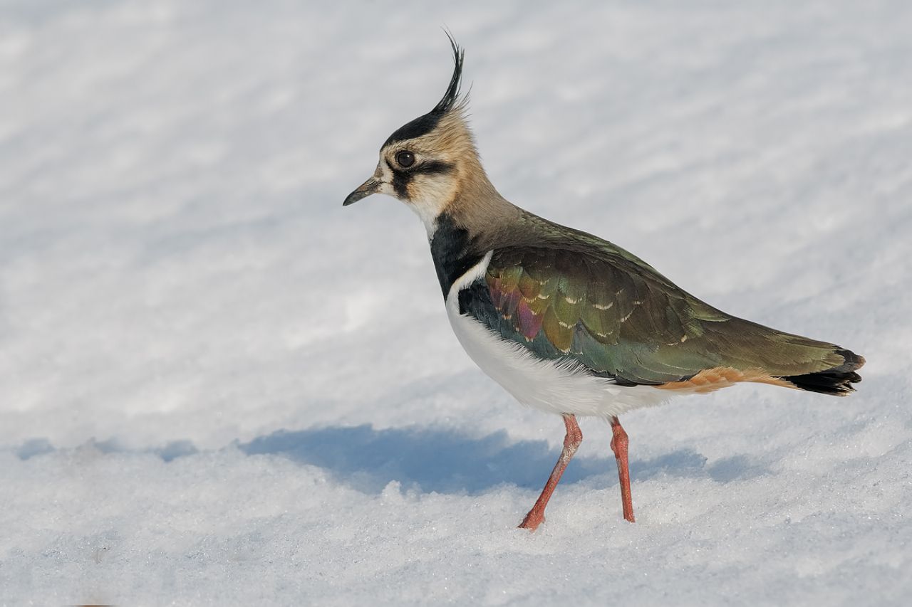 Pavoncella (Vanellus vanellus)